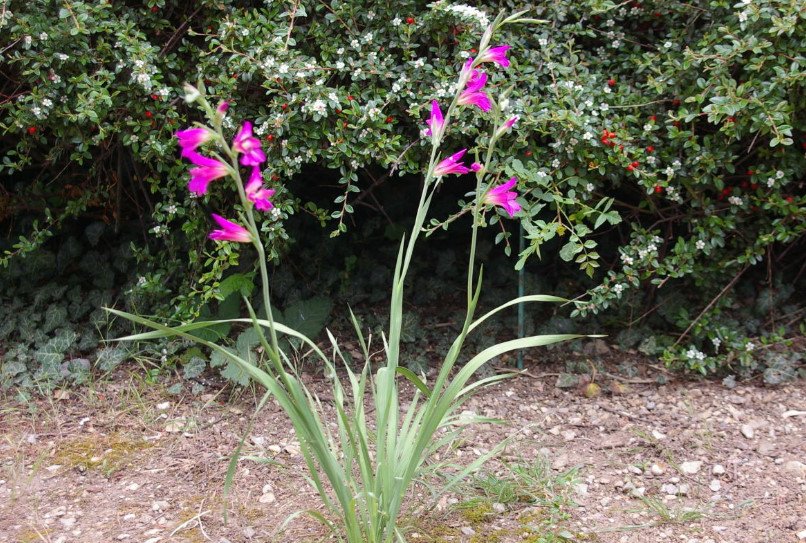 Rare Bulbous Plants of the Iris and Hyacinth Families