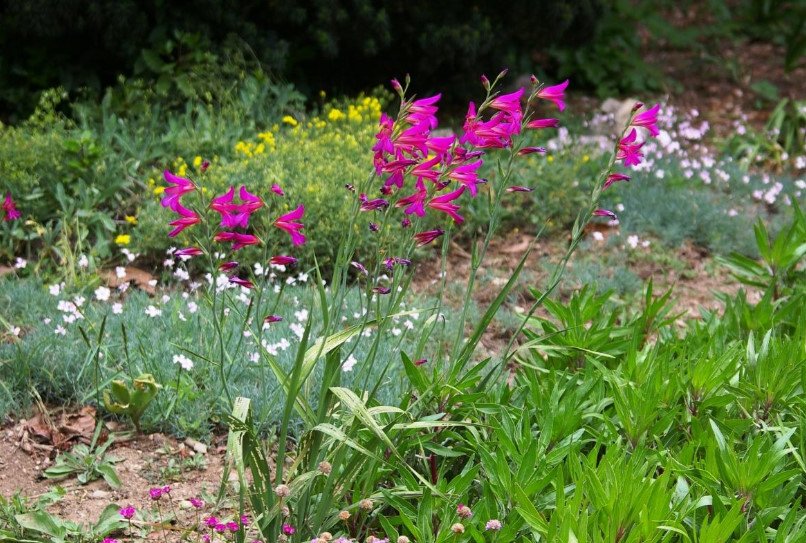 Rare Bulbous Plants of the Iris and Hyacinth Families