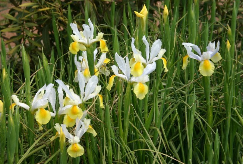 Rare Bulbous Plants of the Iris and Hyacinth Families