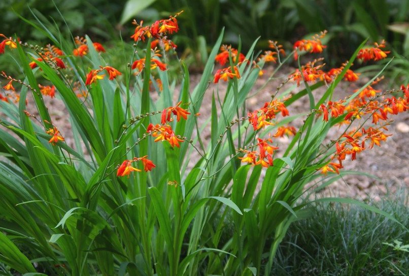 Rare Bulbous Plants of the Iris and Hyacinth Families