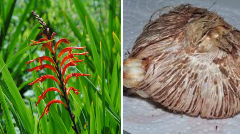 Rare Bulbous Plants of the Iris and Hyacinth Families