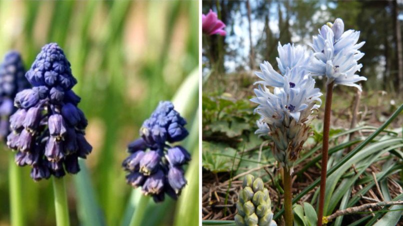 Rare Bulbous Plants of the Iris and Hyacinth Families