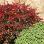 Red-Leaf Shrubs for Contrasting Compositions