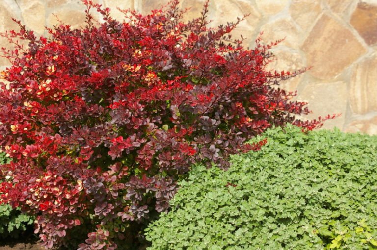 Red Leaf Shrubs For Contrasting Compositions Best Landscape Ideas