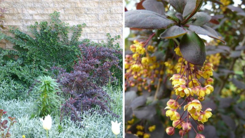 Red-Leaf Shrubs for Contrasting Compositions