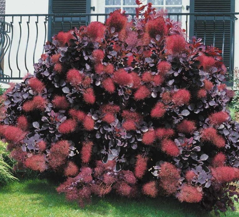 RedLeaf Shrubs for Contrasting Compositions Best Landscape Ideas