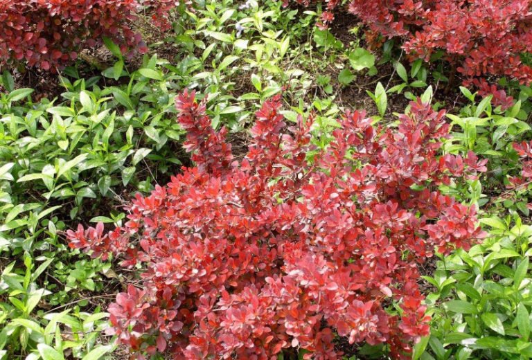 RedLeaf Shrubs for Contrasting Compositions Best Landscape Ideas