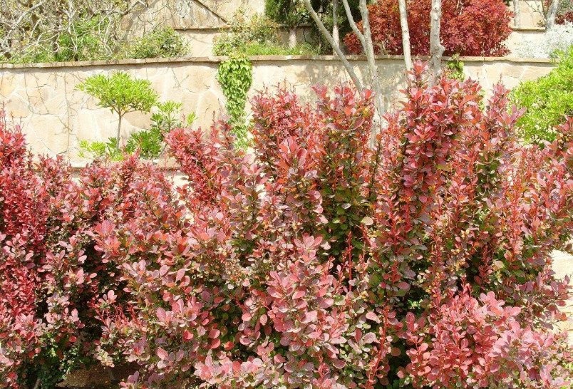 Red-Leaf Shrubs for Contrasting Compositions