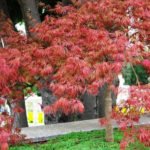 Red-Leaved Trees — Favorites of Cottages in Royal Clothes