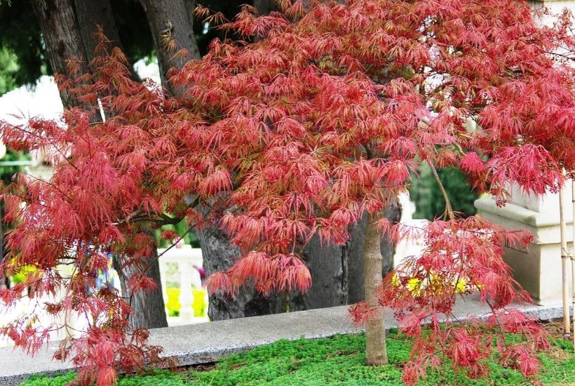Red Leaved Trees Favorites Of Cottages In Royal Clothes Best Landscape Ideas