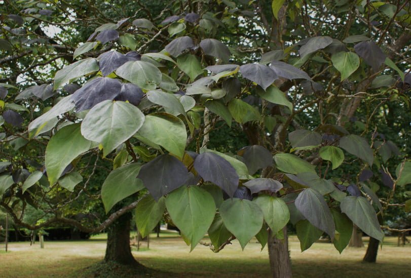 Red-Leaved Trees — Favorites of Cottages in Royal Clothes