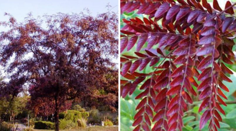 Red-Leaved Trees — Favorites of Cottages in Royal Clothes