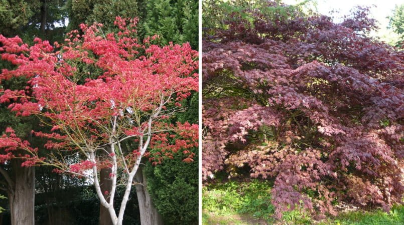 Red-Leaved Trees — Favorites of Cottages in Royal Clothes