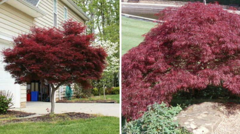 Red-Leaved Trees — Favorites of Cottages in Royal Clothes