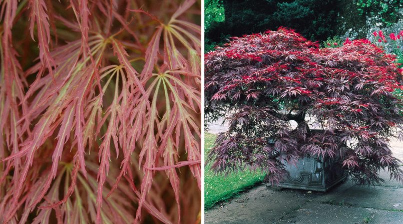 Red-Leaved Trees — Favorites of Cottages in Royal Clothes