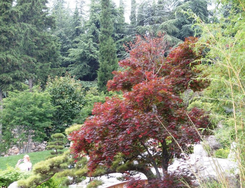 Red-Leaved Trees — Favorites of Cottages in Royal Clothes