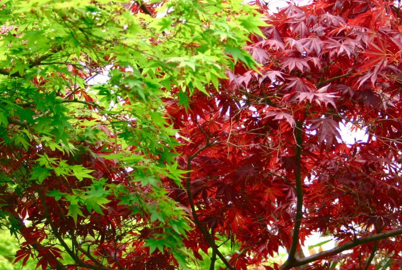 Red-Leaved Trees — Favorites of Cottages in Royal Clothes