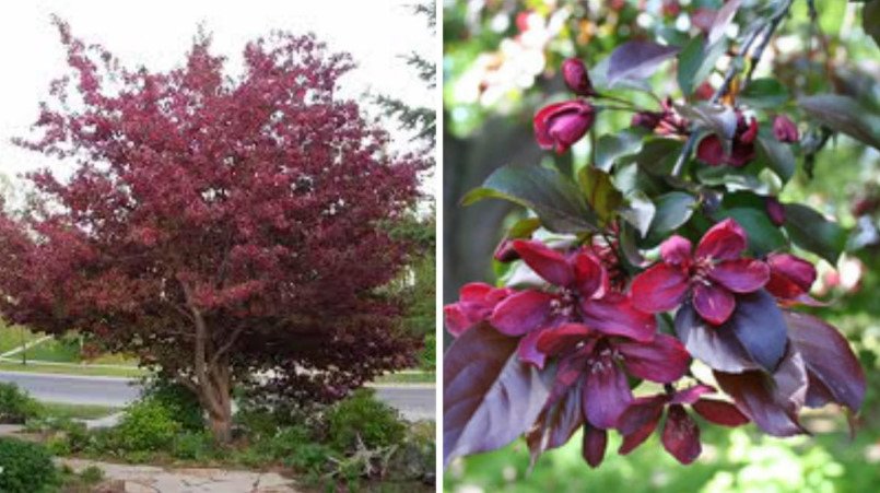 Red-Leaved Trees — Favorites of Cottages in Royal Clothes