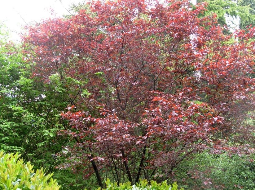 Red-Leaved Trees — Favorites of Cottages in Royal Clothes