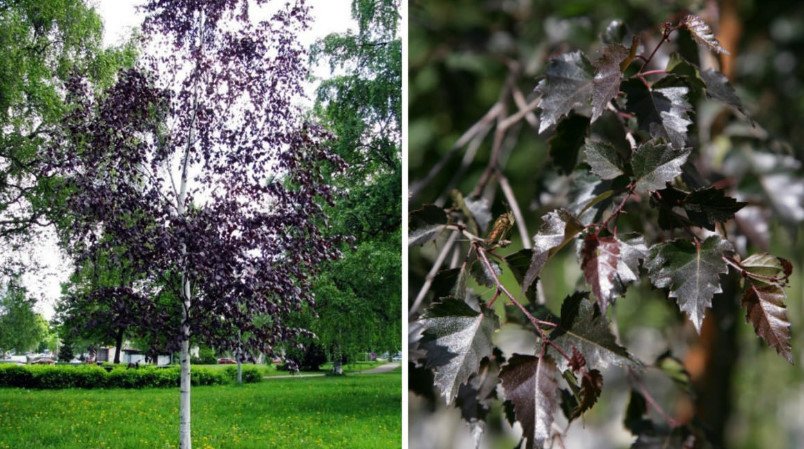 Red-Leaved Trees — Favorites of Cottages in Royal Clothes