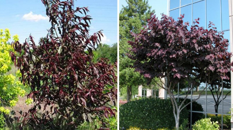 Red-Leaved Trees — Favorites of Cottages in Royal Clothes