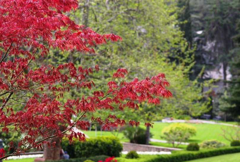 Red-Leaved Trees — Favorites of Cottages in Royal Clothes