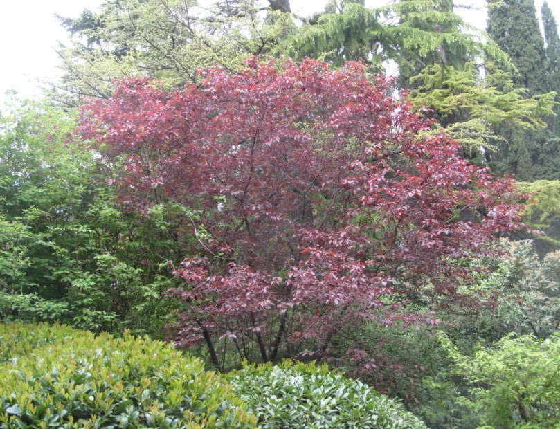 Red-Leaved Trees — Favorites of Cottages in Royal Clothes