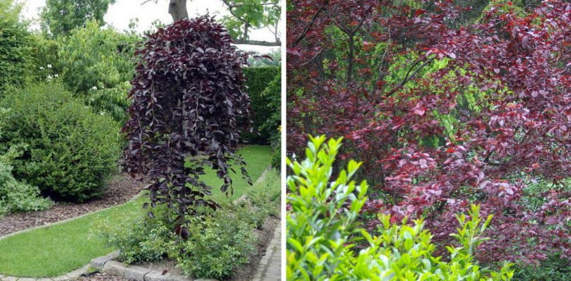 Red-Leaved Trees — Favorites of Cottages in Royal Clothes