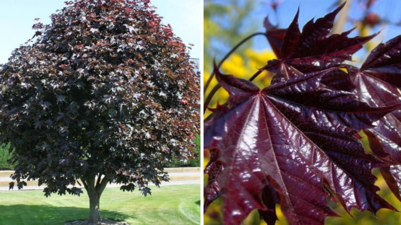 Red-Leaved Trees — Favorites of Cottages in Royal Clothes