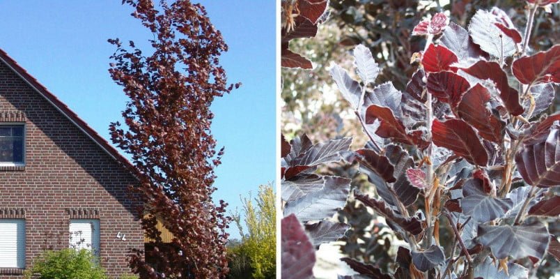 Red-Leaved Trees — Favorites of Cottages in Royal Clothes