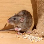 Rodenticides Will Help Get Rid of Rats and Mice