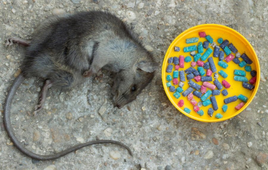 Rodenticides Will Help Get Rid of Rats and Mice