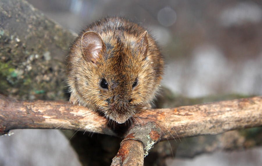 Rodenticides Will Help Get Rid of Rats and Mice
