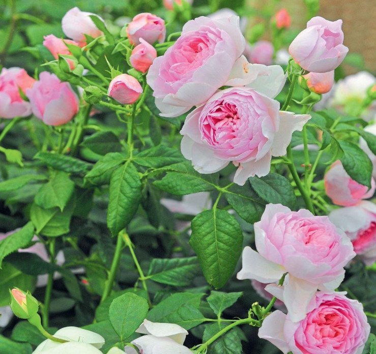 New Beauty: Austin Roses