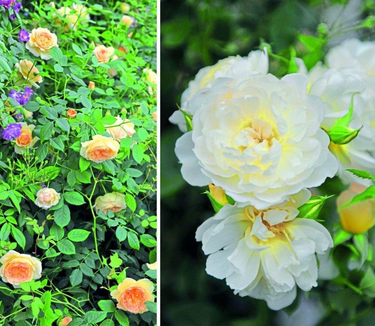 New Beauty: Austin Roses