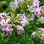 Soap Plants