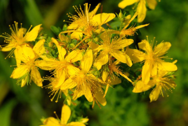 St. John's Wort, Some Useful Properties and Contraindications Best