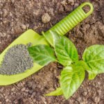 The ABCs of Fertilizing: Phosphoric Fertilizers