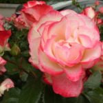 The Best Floribunda Roses: Pink and Red