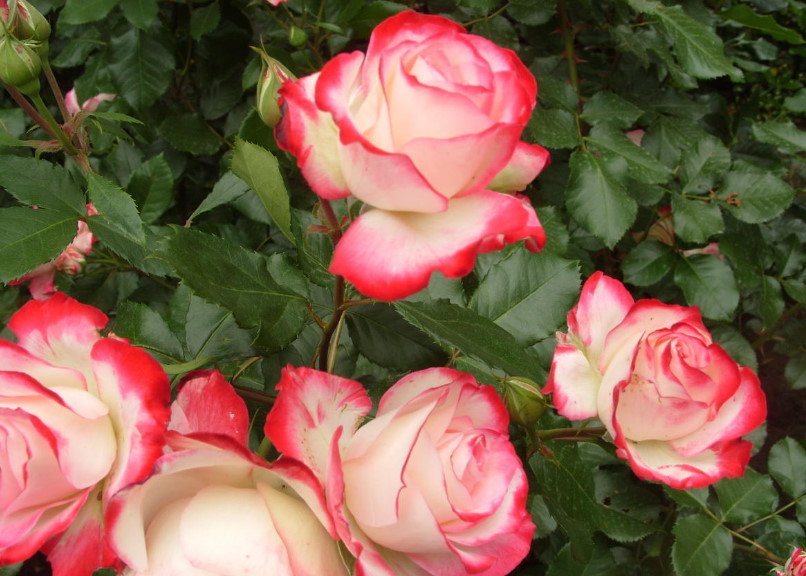 The Best Floribunda Roses: Pink and Red