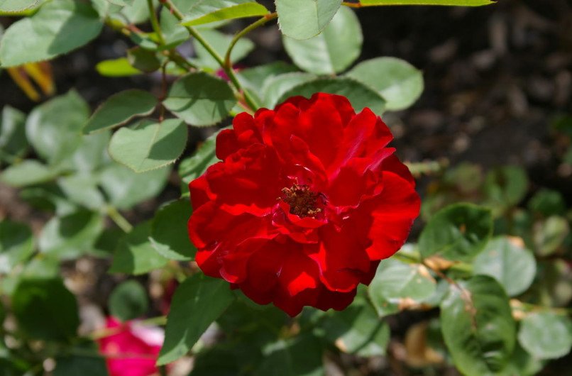 The Best Floribunda Roses: Pink and Red