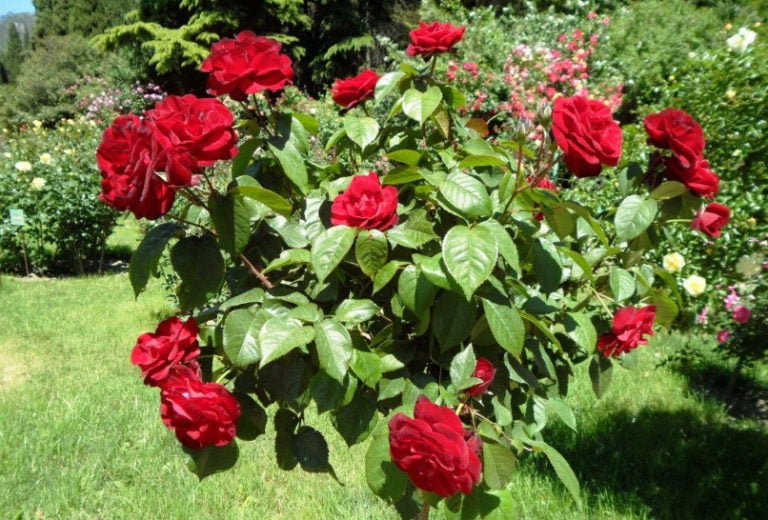 The Best Floribunda Roses: Pink and Red - Best Landscape Ideas
