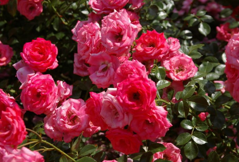 The Best Floribunda Roses Pink and Red Best Landscape Ideas