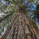 The Tallest Tree in the World