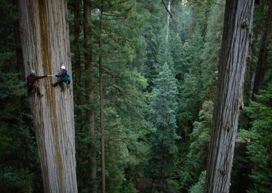 The Tallest Tree in the World