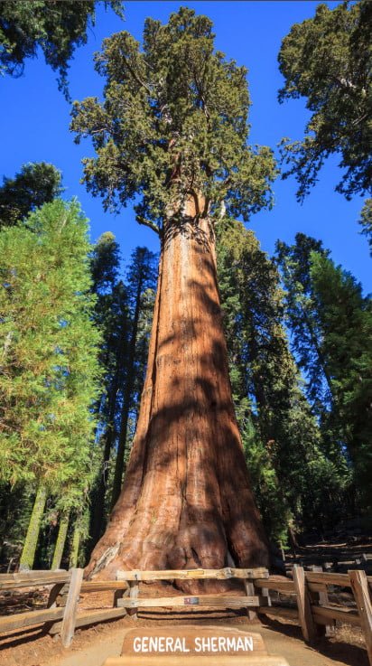 The Tallest Tree in the World