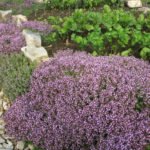 Thymus, or Thymus Serpyllum: Beneficial Properties of the Plant and Contraindications