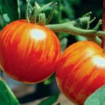 Tomatoes in the Style of Tie-Dye