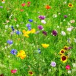 Moorish Lawn and White Clover Lawn: Pros and Cons
