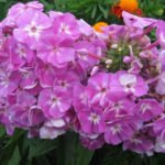 Phlox: Healthy or Sick? Part 2